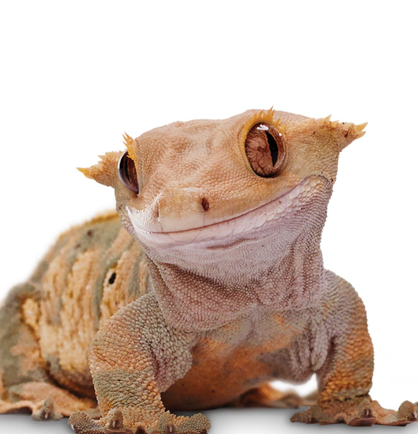 Рыбы и рептилии